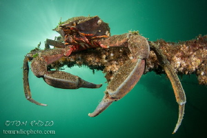 Kelp Crab
Puget Sound, WA, U.S.A. by Tom Radio 